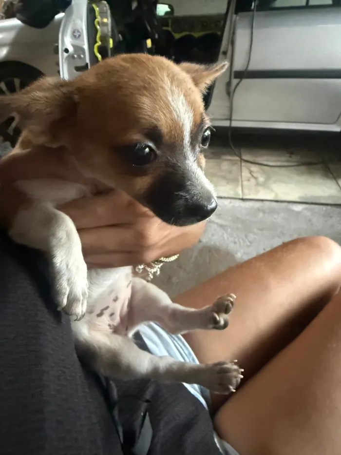 Cachorro raça Shitzu idade Abaixo de 2 meses nome Não tem 