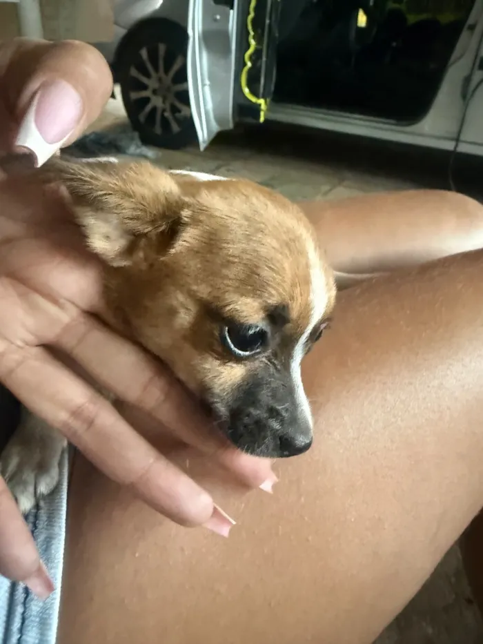 Cachorro raça Shitzu idade Abaixo de 2 meses nome Não tem 