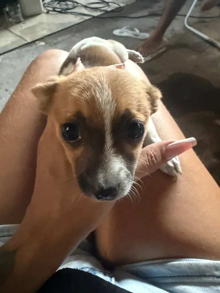 Cachorro raça Shitzu idade Abaixo de 2 meses nome Não tem 