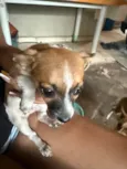 Não tem 