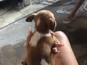 Cachorro raça Shitzu idade Abaixo de 2 meses nome Não tem 