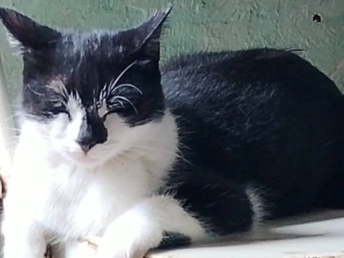 Gato raça SRD-ViraLata idade 7 a 11 meses nome Chloe