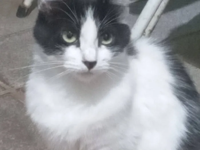 Gato raça SRD-ViraLata idade 1 ano nome Afrodite