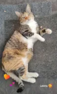 Leona