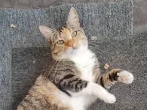 Gato raça SRD-ViraLata idade 2 anos nome Leona