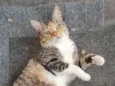 Leona