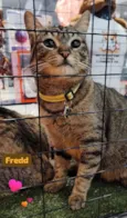 Fredd