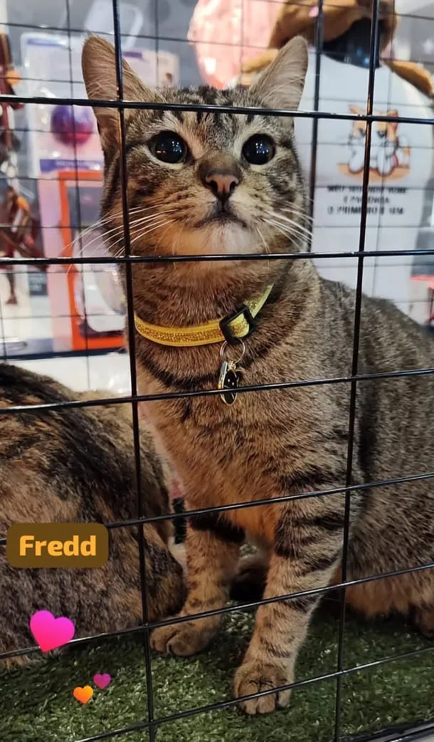 Gato raça SRD-ViraLata idade 2 anos nome Fredd