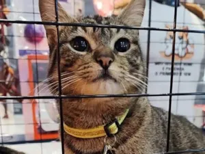 Gato raça SRD-ViraLata idade 2 anos nome Fredd