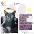 Levi