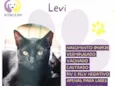 Levi