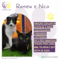 Romeu e Nico 