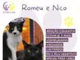 Romeu e Nico