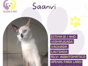 Gato raça SRD-ViraLata idade 1 ano nome Saanvi