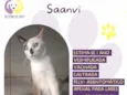 Saanvi