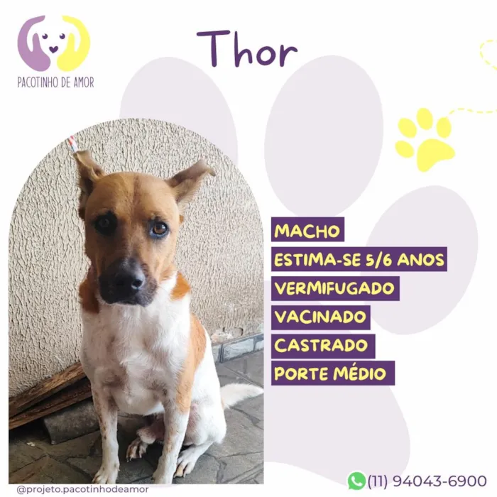 Cachorro raça SRD-ViraLata idade 5 anos nome Thor