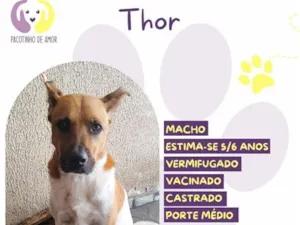 Cachorro raça SRD-ViraLata idade 5 anos nome Thor