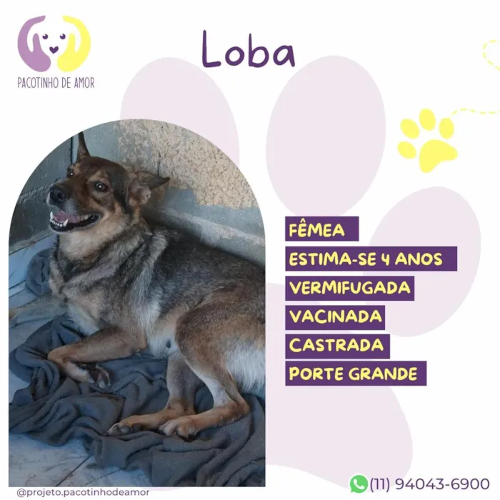 Cachorro raça SRD-ViraLata idade 4 anos nome Loba