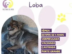 Cachorro raça SRD-ViraLata idade 4 anos nome Loba