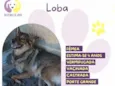 Loba