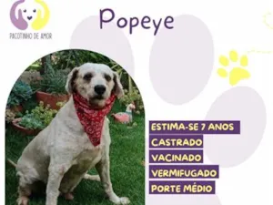 Cachorro raça SRD-ViraLata idade 6 ou mais anos nome Popeye