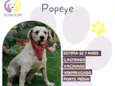 Popeye