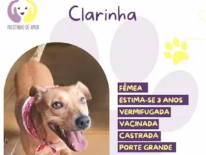 Cachorro raça SRD-ViraLata idade 3 anos nome Clarinha