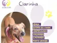 Clarinha