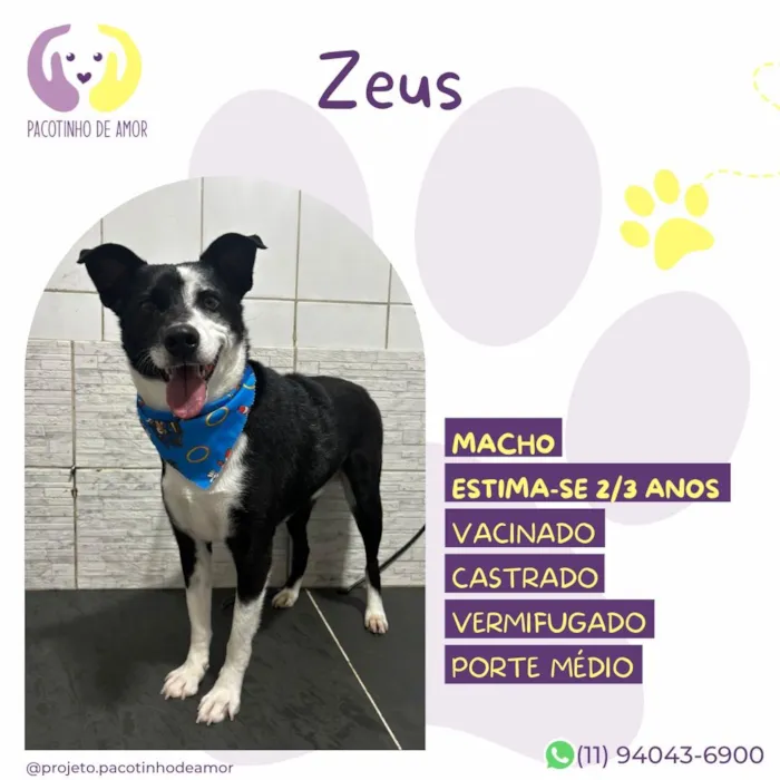 Cachorro raça SRD-ViraLata idade 2 anos nome Zeus