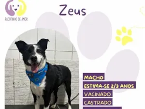 Cachorro raça SRD-ViraLata idade 2 anos nome Zeus