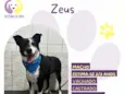 Zeus