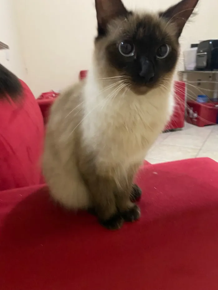 Gato raça Siamês idade 1 ano nome Florzinha 