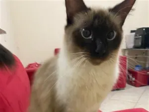 Gato raça Siamês idade 1 ano nome Florzinha 
