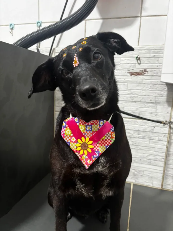 Cachorro raça SRD-ViraLata idade 3 anos nome Dory