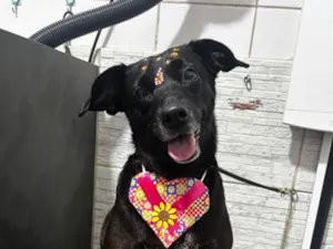 Cachorro raça SRD-ViraLata idade 3 anos nome Dory
