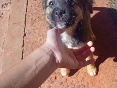 Cachorro raça SRD-ViraLata idade 2 a 6 meses nome não tem nomes