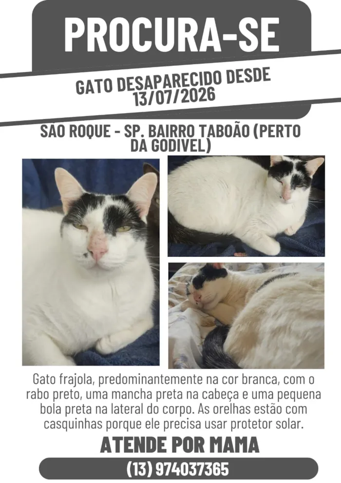 Gato raça SRD-ViraLata idade 6 ou mais anos nome Mama