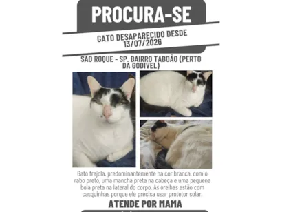 Gato raça SRD-ViraLata idade 6 ou mais anos nome Mama
