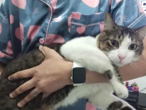 Gato raça SRD-ViraLata idade 2 anos nome Dexter