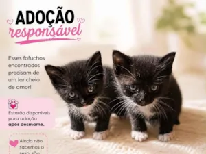 Gato raça SRD-ViraLata idade Abaixo de 2 meses nome Oreo e Pipoca