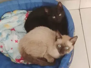 Gato raça SRD-ViraLata idade 2 a 6 meses nome não tem nome 