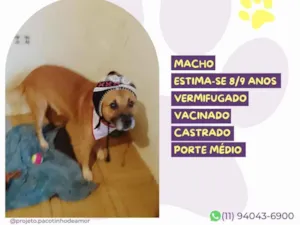 Cachorro raça SRD-ViraLata idade 6 ou mais anos nome Januário 