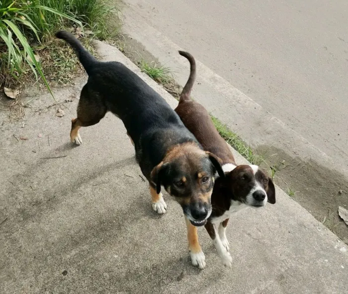 Cachorro raça SRD-ViraLata idade 1 ano nome Marronzinhos