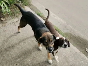 Cachorro raça SRD-ViraLata idade 1 ano nome Marronzinhos