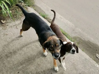 Cachorro raça SRD-ViraLata idade 1 ano nome Marronzinhos
