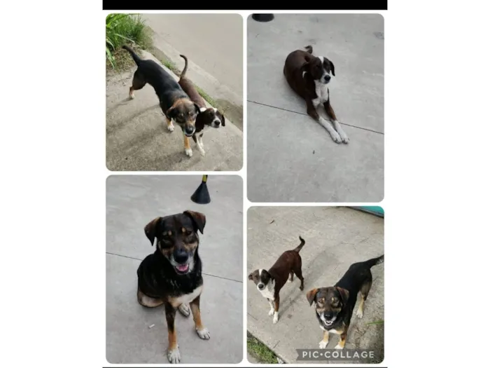 Cachorro raça SRD-ViraLata idade 1 ano nome Marronzinhos