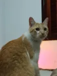 Sol