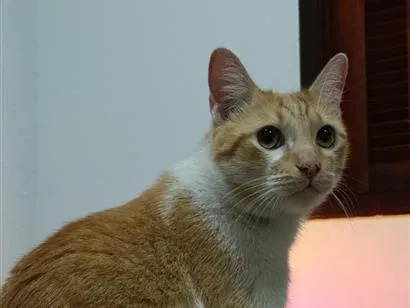 Gato raça SRD-ViraLata idade 4 anos nome Sol