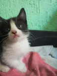 princesa mãe, pétala filhote