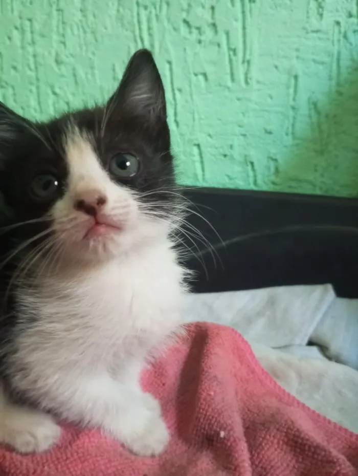 Gato raça Siamês idade 2 a 6 meses nome princesa mãe, pétala filhote